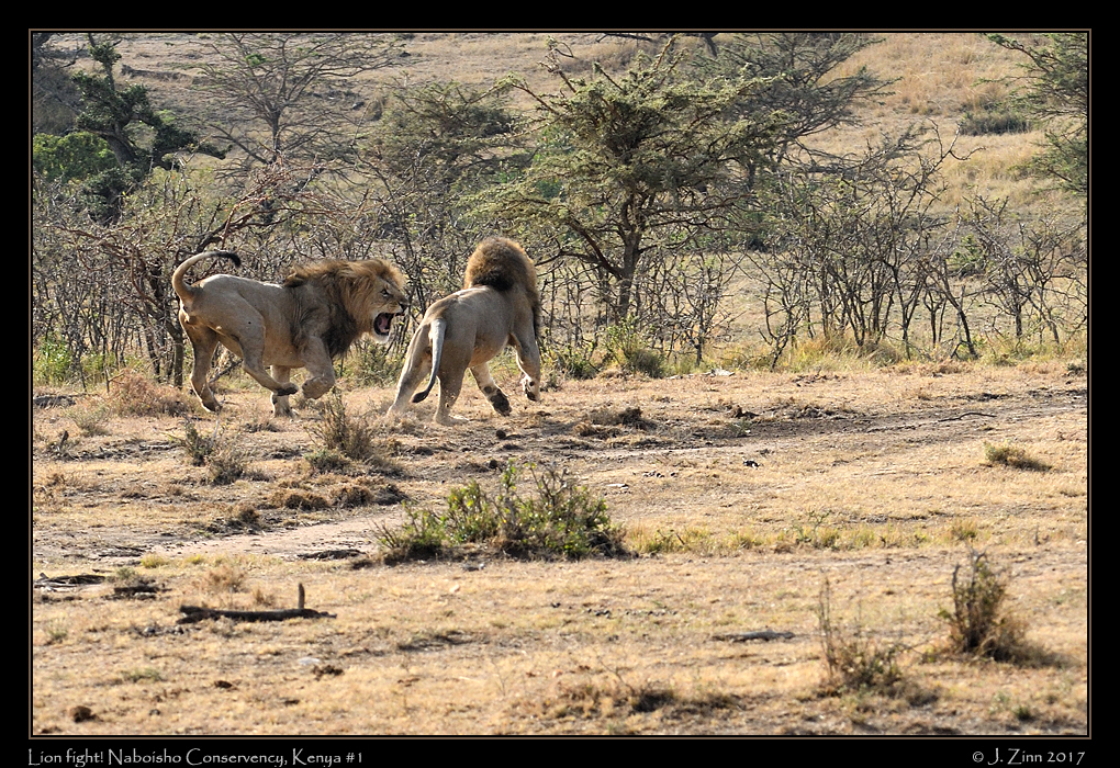 lion_fight[1]